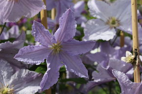 Clematis, Waldrebe 'Blekitny Aniol'