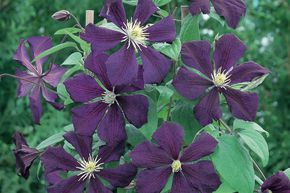 Clematis, Waldrebe 'Blue Belle'