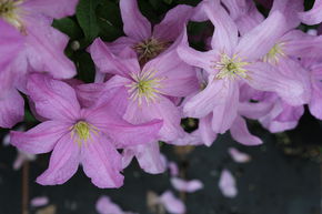 Clematis, Waldrebe 'Comtesse de Bouchaud'