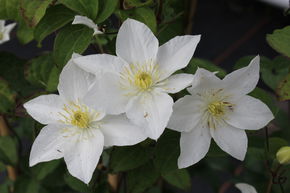 Clematis, Waldrebe 'Destiny'