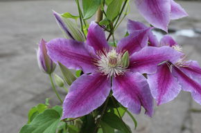 Clematis, Waldrebe 'Dr. Ruppel'