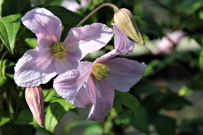 Clematis, Waldrebe 'Entel'