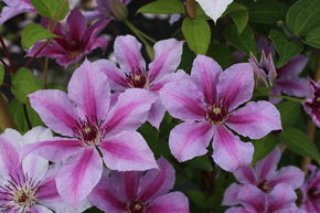 Clematis, Waldrebe 'Girenas'