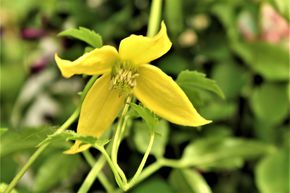 Clematis tangutica, Gold-Waldrebe