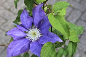 Clematis, Waldrebe 'H.F. Young'