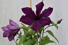 Clematis, Waldrebe 'Honora'