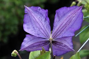 Clematis, Waldrebe 'Jackmanii'