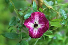 Clematis, Waldrebe 'Kermesina'