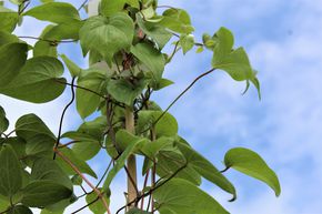 Clematis, Waldrebe 'Kiri Te Kanawa'