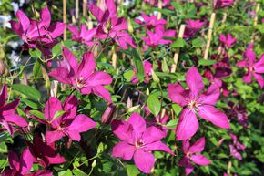 Clematis, Waldrebe 'Kommerei'