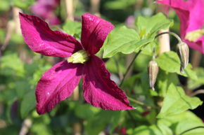 Clematis, Waldrebe 'Madame Julia Correvon'