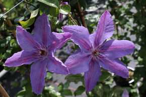 Clematis, Waldrebe 'Minister'