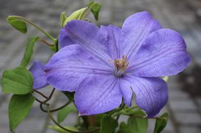 Clematis, Waldrebe 'Mrs Cholmondeley'