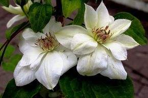 Clematis, Waldrebe 'Mrs George Jackman'