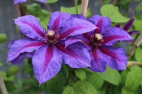 Clematis, Waldrebe 'Mrs N. Thompson'