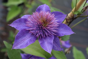 Clematis, Waldrebe 'Multi Blue'