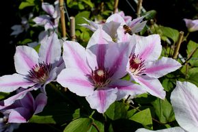 Clematis, Waldrebe 'Nelly Moser'