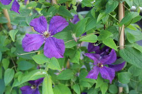 Clematis, Waldrebe 'Polish Spirit'- Das Blhwunder