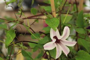 Clematis, Waldrebe 'Princess Kate'