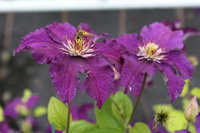 Clematis, Waldrebe 'Rasputin'