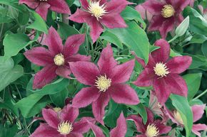 Clematis, Waldrebe 'Red Pearl'