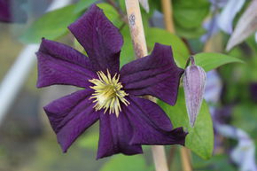 Clematis, Waldrebe 'Romantika'