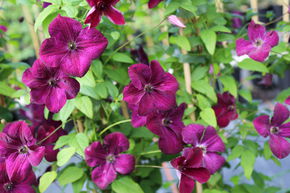 Clematis, Waldrebe 'Royal Velours'