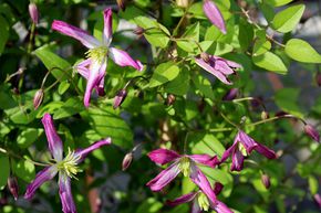 Clematis, Waldrebe 'Rubromarginata'