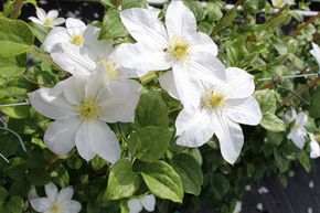 Clematis, Waldrebe 'Shirayukihime'  die grossblumige Schneeflocke