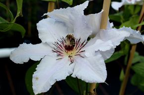 Clematis, Waldrebe 'Snow Queen'