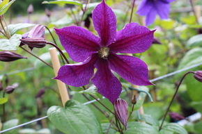 Clematis, Waldrebe 'Star of India'