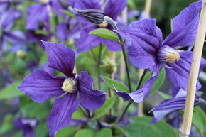 Clematis, Waldrebe 'Durandii'