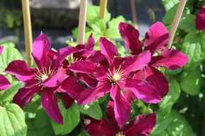 Clematis, Waldrebe 'Sunset'