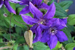 Clematis, Waldrebe 'The President'