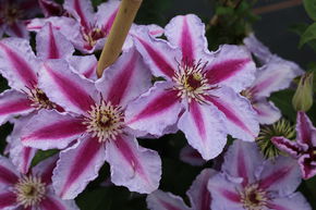 Clematis, Waldrebe 'Tudor'