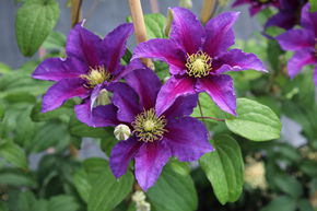 Clematis, Waldrebe 'Varenne'