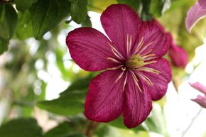 Clematis, Waldrebe 'Ville de Lyon'