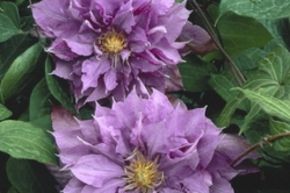 Clematis, Waldrebe 'Vyvyan Pennell'