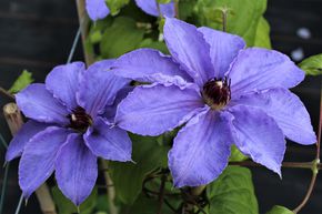 Clematis, Waldrebe 'William Kennett'