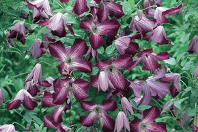 Clematis, Waldrebe 'Walenburg'