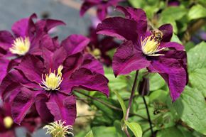 Clematis, Waldrebe 'Warszawska Nike'