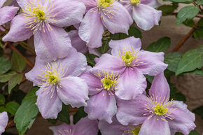 Clematis, Waldrebe 'Mayleen'