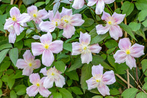 Clematis, Waldrebe 'Rubens'