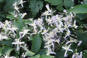 Clematis jouiniana 'Praecox'