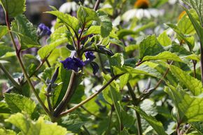 Clematis, Waldrebe heracleifolia 'Cassandra'