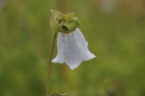 Codonopsis clematidea