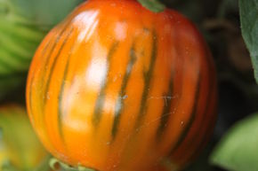 Aubergine 'Cookstown Orange'