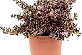 Coprosma repens 'Pacific Sunrise'