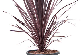 Cordyline australis 'Black Night'