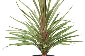 Cordyline australis 'Red Heart'